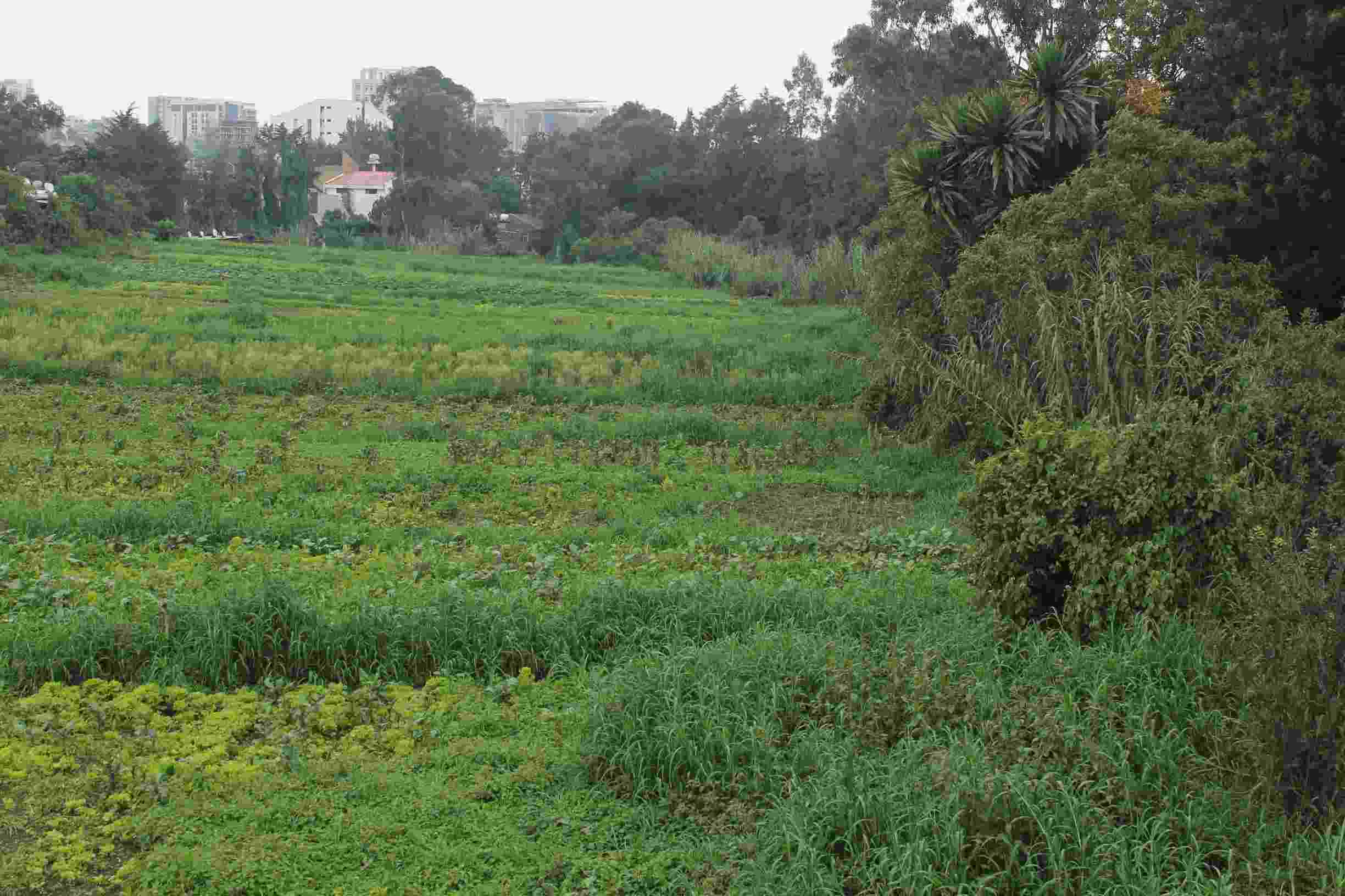 A small, urban, cultivated plot of land producing helathy crops in the middle of the heavily urbanised capital city of Addis Abba, Ethiopia